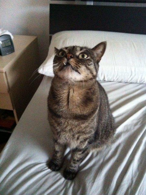 Huskat Sally " himmelkat" snøft billede 10