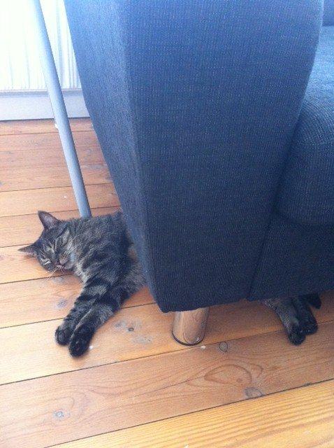 Huskat Sally " himmelkat" snøft billede 11