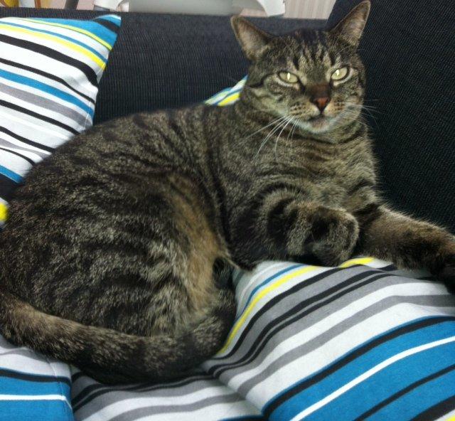 Huskat Sally " himmelkat" snøft billede 12