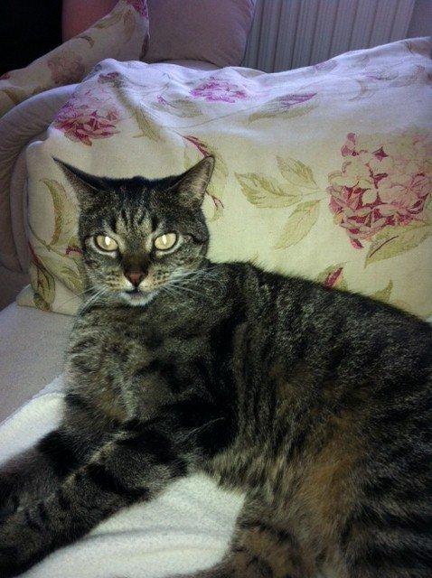 Huskat Sally " himmelkat" snøft billede 13