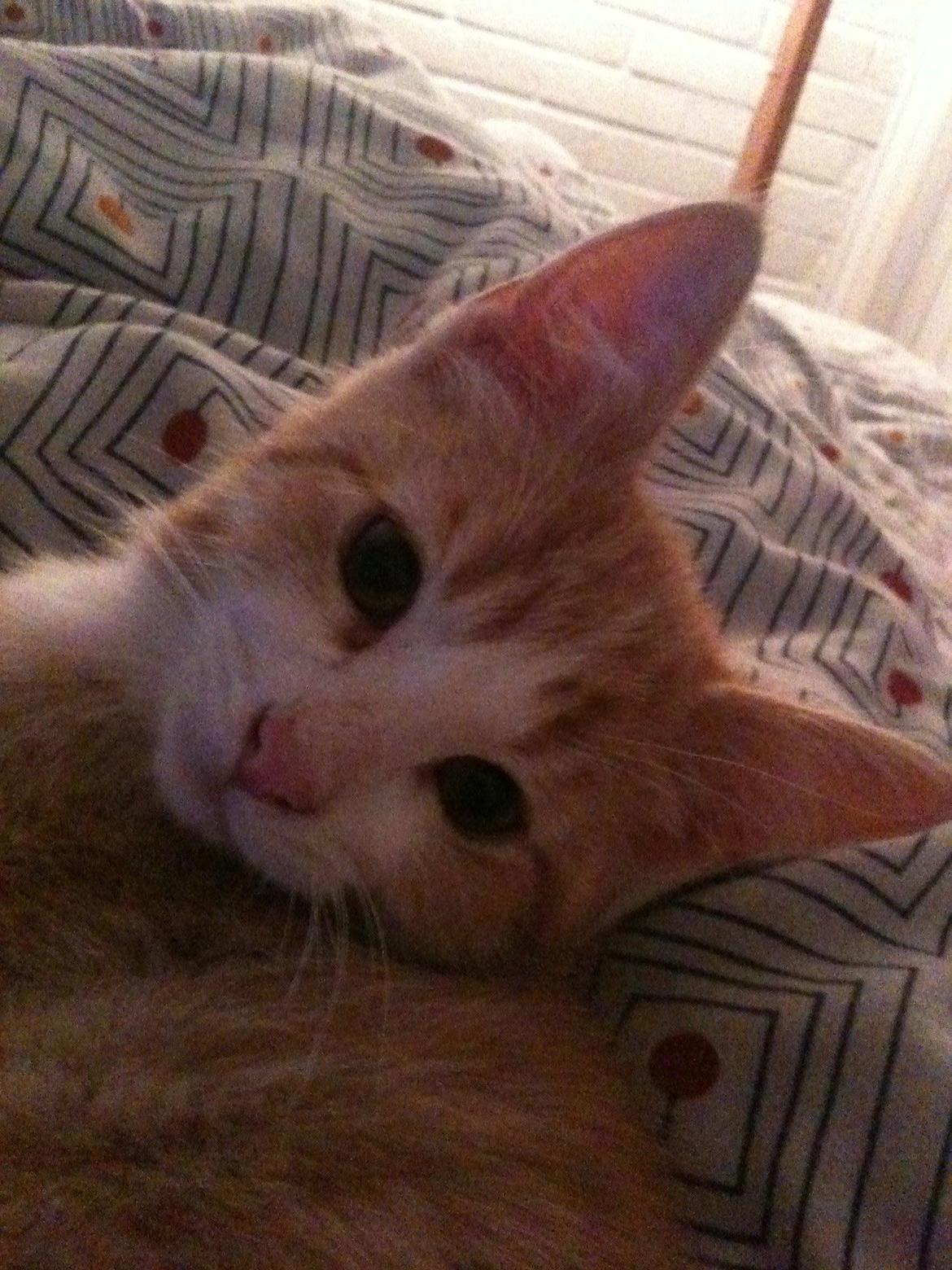 Blanding af racer Phoenix (Kispus) - Kispus<3 billede 1