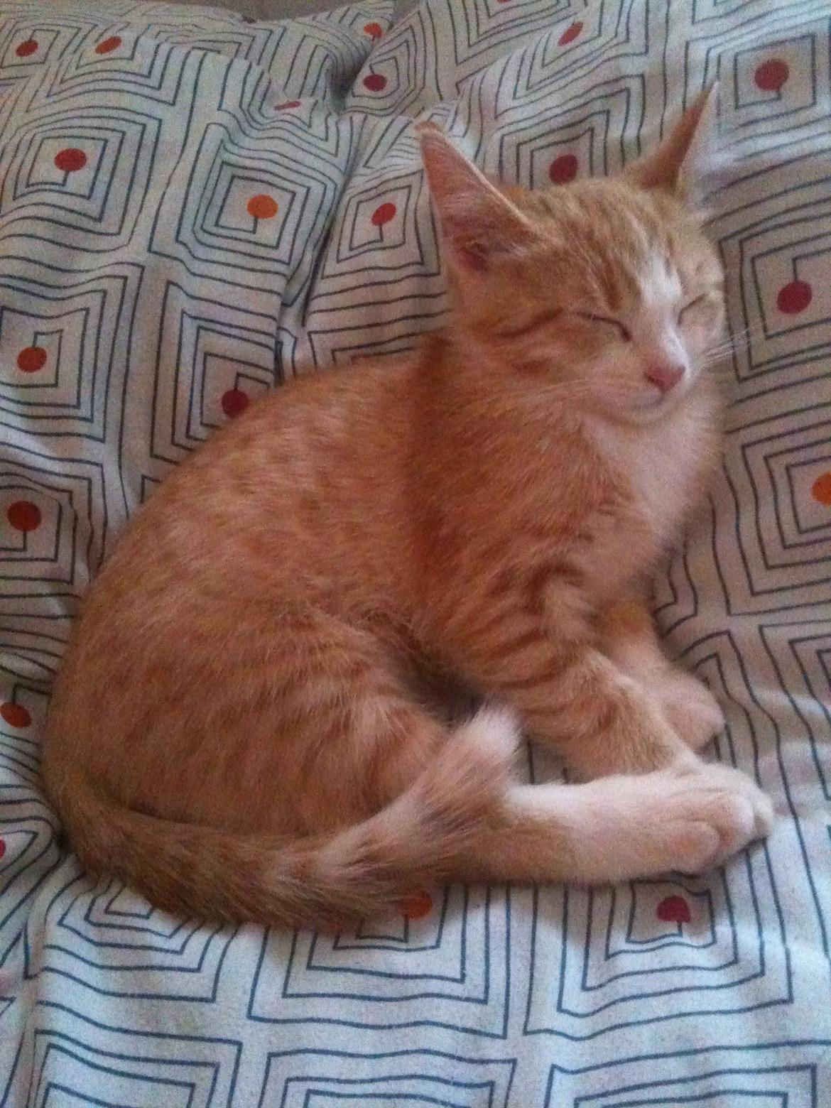 Blanding af racer Phoenix (Kispus) - lækkert med weekend i sengen... billede 6