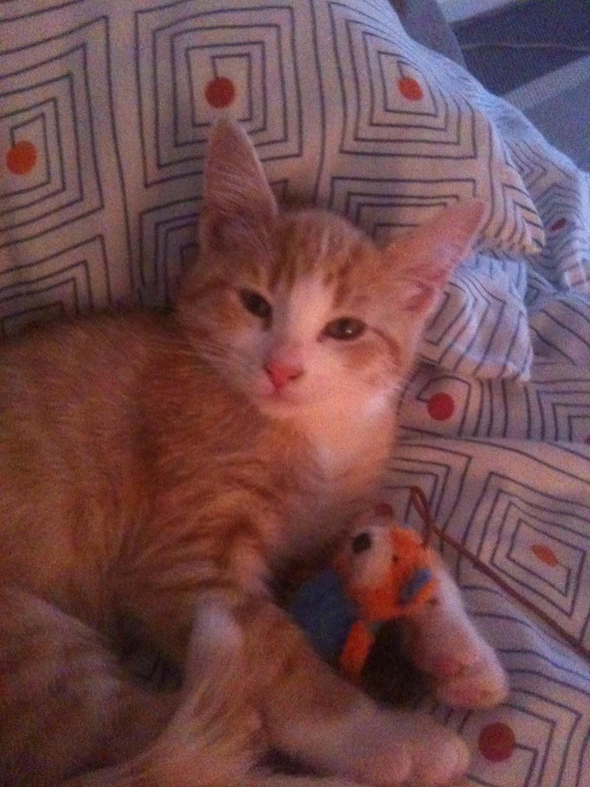 Blanding af racer Phoenix (Kispus) - relaxing;-) billede 3