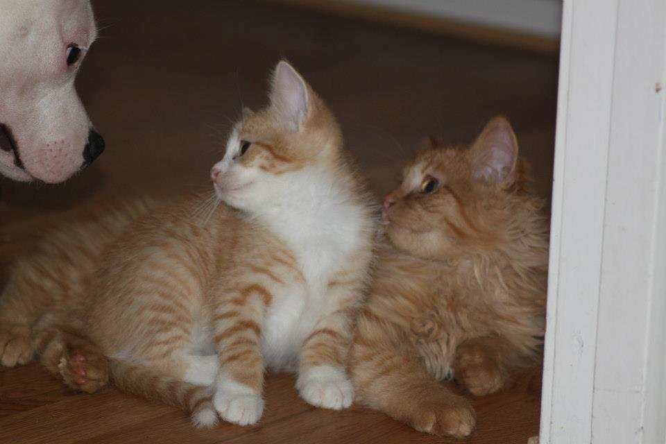 Blanding af racer Phoenix (Kispus) - kispus som baby med han bror og en hund. billede 2