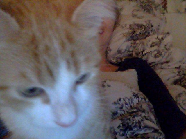 Blanding af racer Phoenix (Kispus) - haha kispus er på webcam;-) billede 4