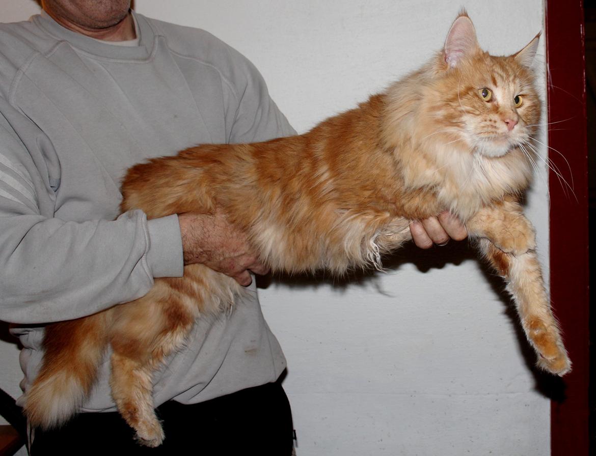 Maine Coon DK Proud Danish MoonLight billede 18