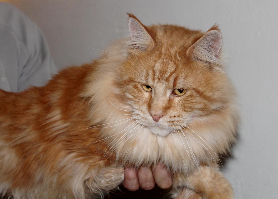 Maine Coon DK Proud Danish MoonLight billede 19