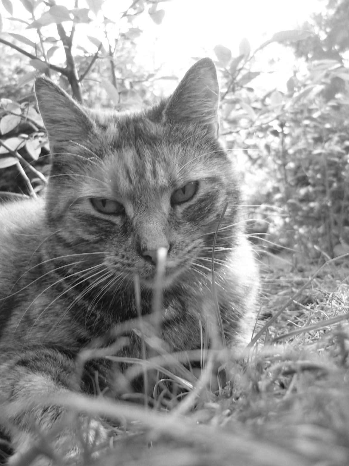 Blanding af racer Melba - sort og hvidt. DET billede er mit billede 2