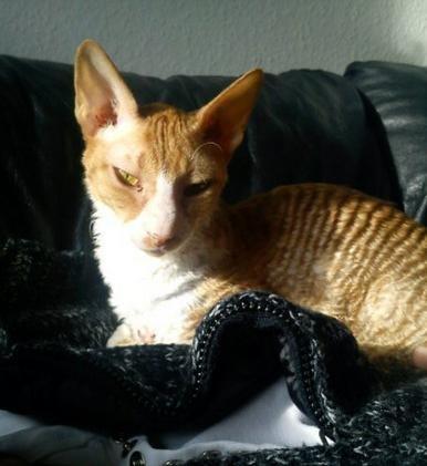 Cornish Rex Mary Kate billede 2
