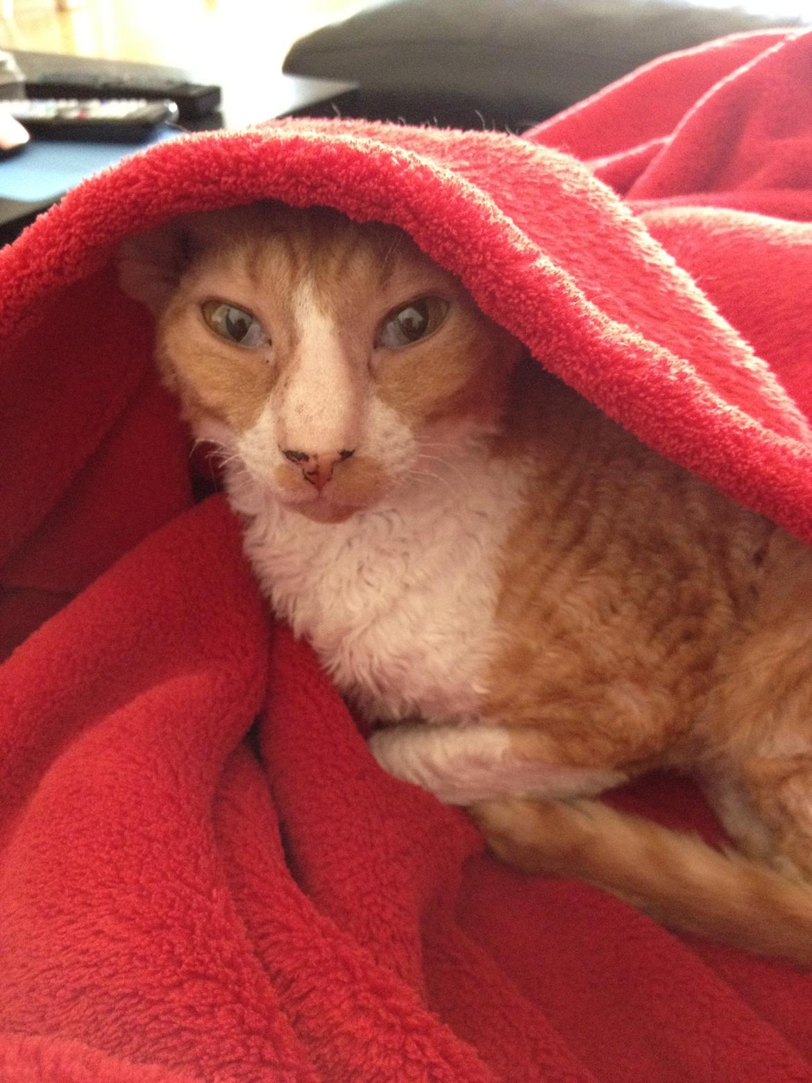 Cornish Rex Mary Kate billede 3