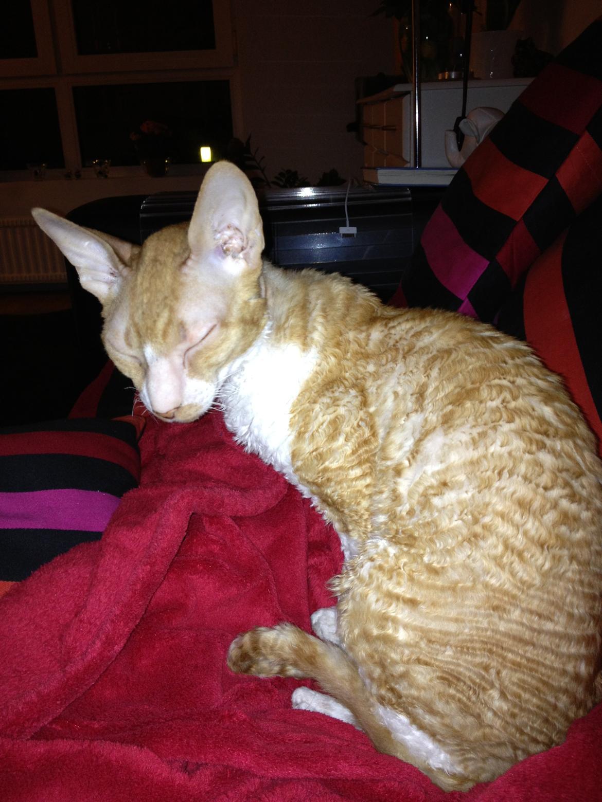 Cornish Rex Mary Kate billede 4
