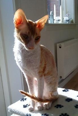 Cornish Rex Mary Kate billede 5