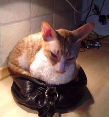 Cornish Rex Mary Kate billede 6