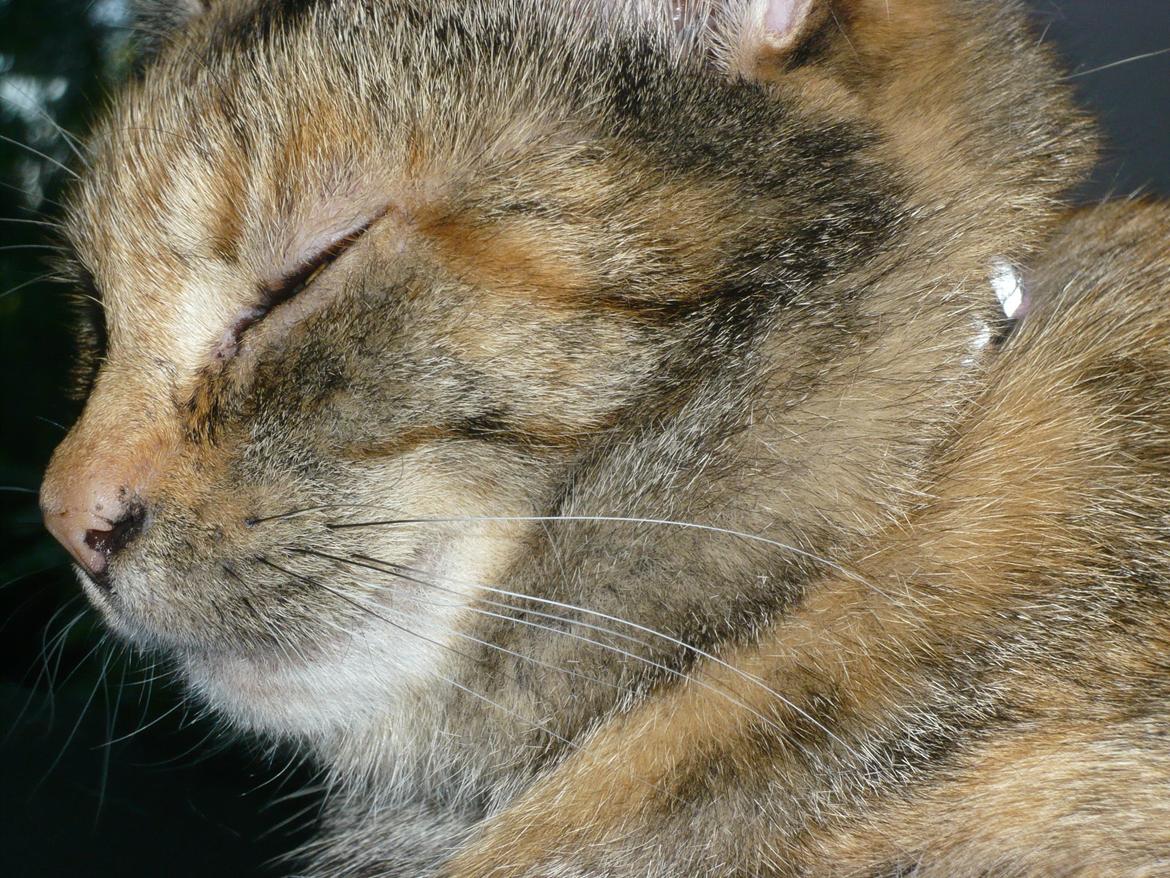 Blanding af racer Melba billede 5