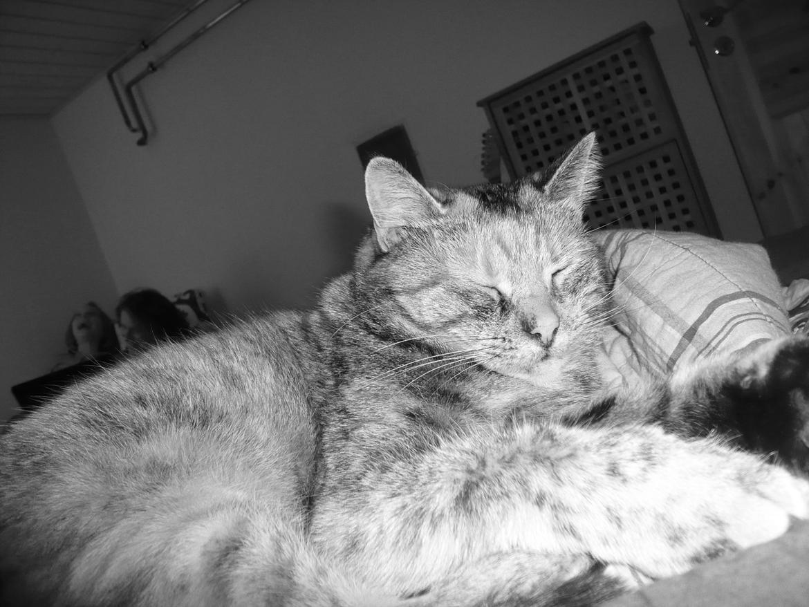 Blanding af racer Melba - mmmmh en god lur skader aldrig billede 6