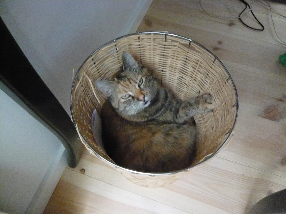 Blanding af racer Melba - skal jeg smides ud?
(hun var helt selv hoppet der ned) billede 7