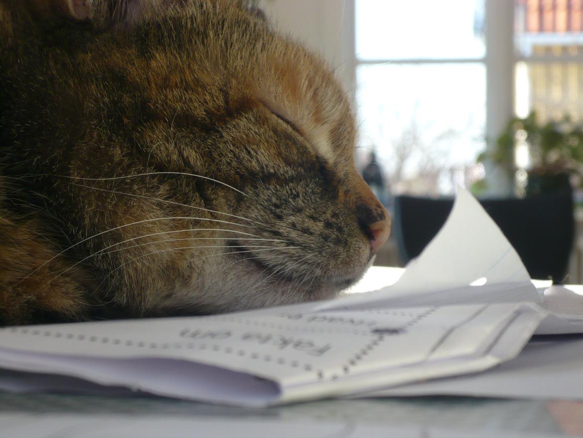 Blanding af racer Melba - charme, selvtillid og lækkert hår billede 9