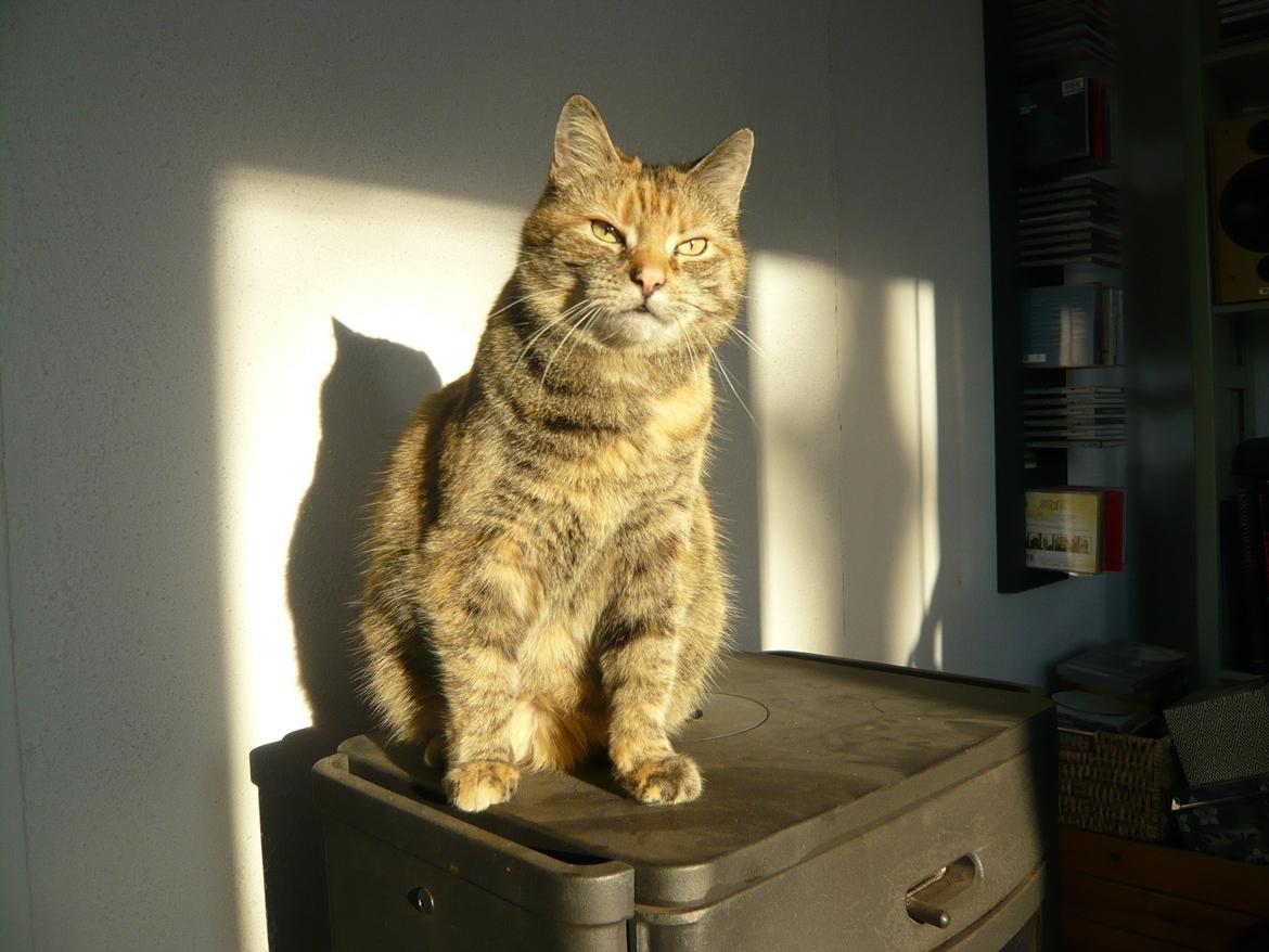 Blanding af racer Melba - model billede 10