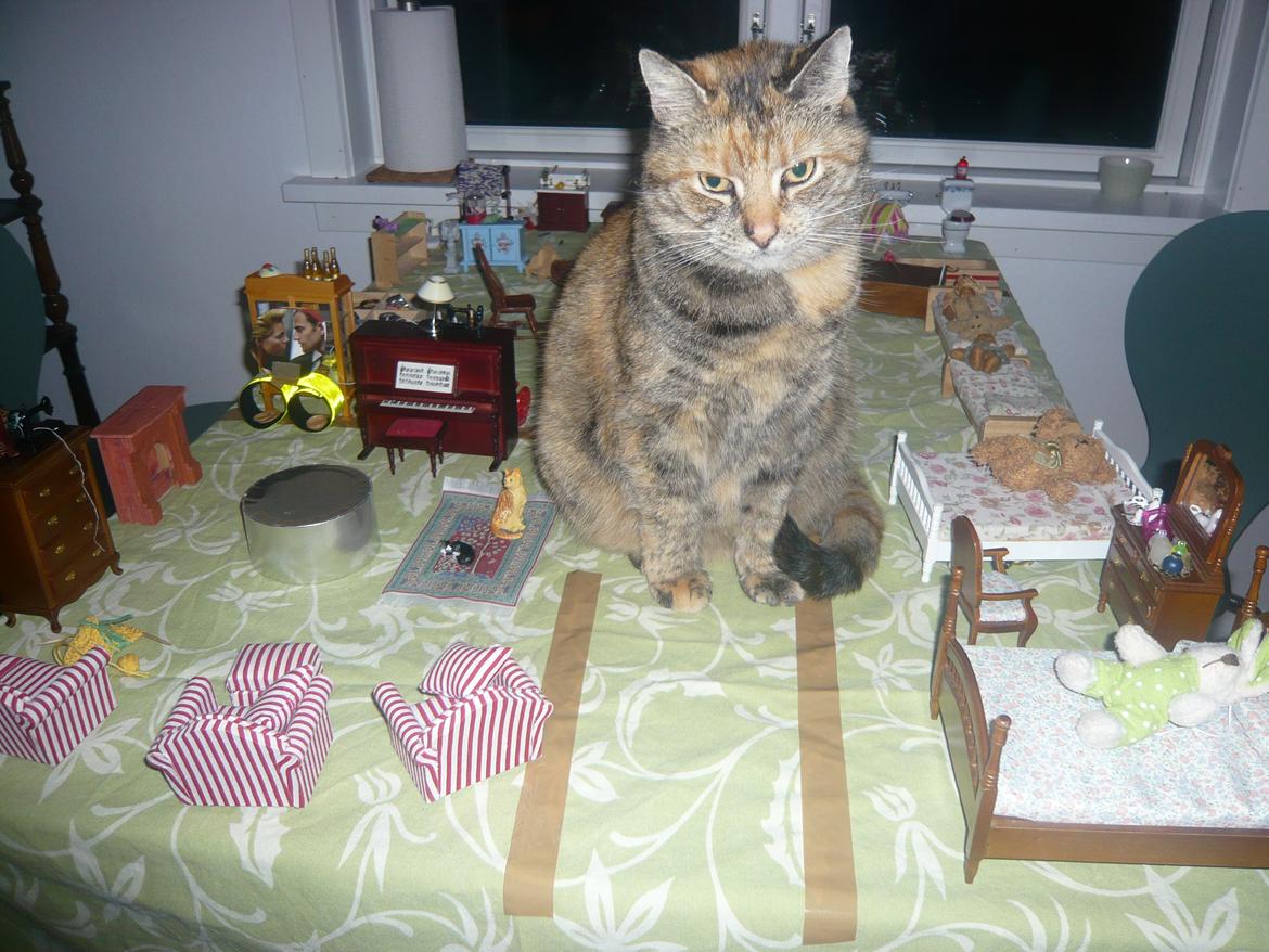 Blanding af racer Melba - jeg vil også være med til at lege. billede 11