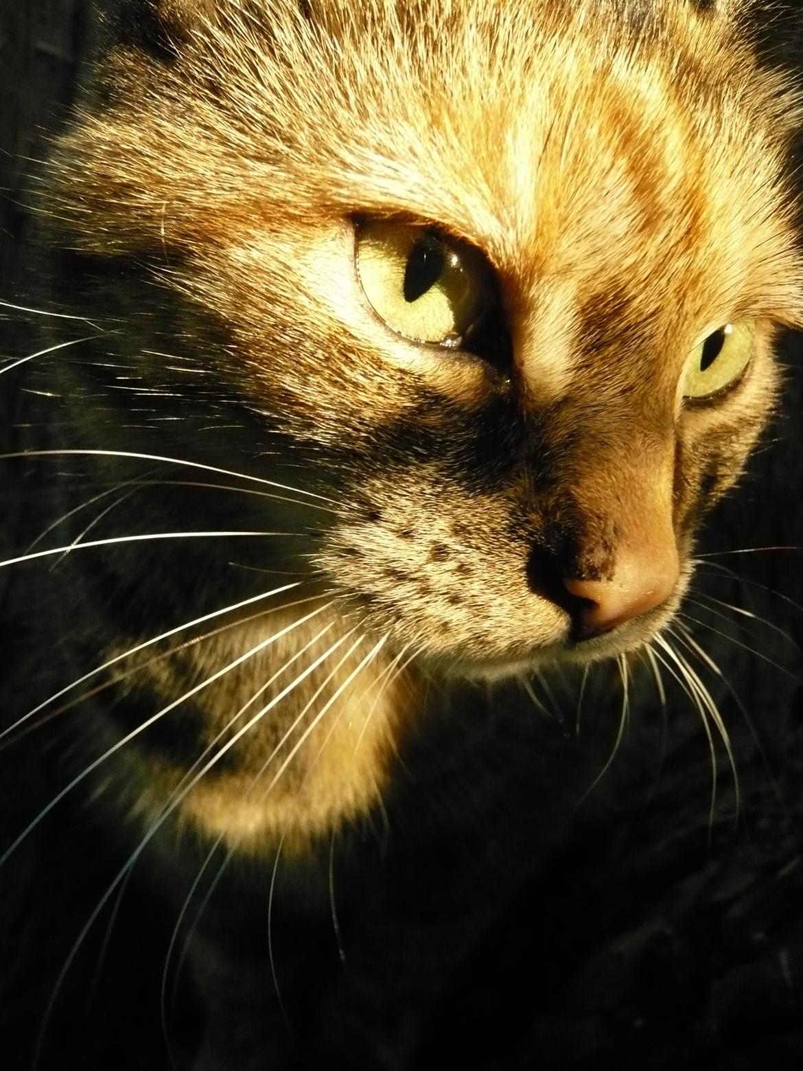 Blanding af racer Melba - prof billede billede 12