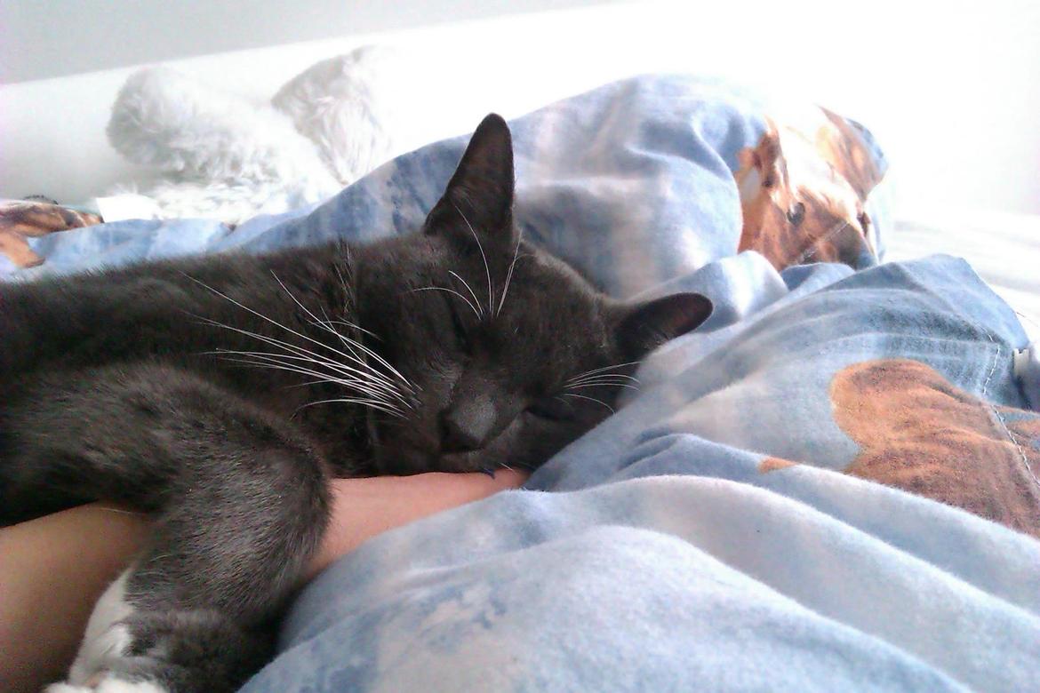 Huskat Dambakken's Freddy - Bliv her! billede 4