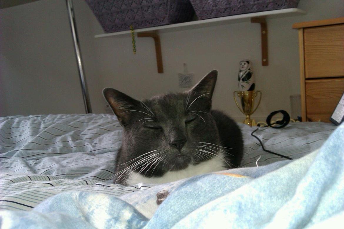 Huskat Dambakken's Freddy - Kært! billede 5