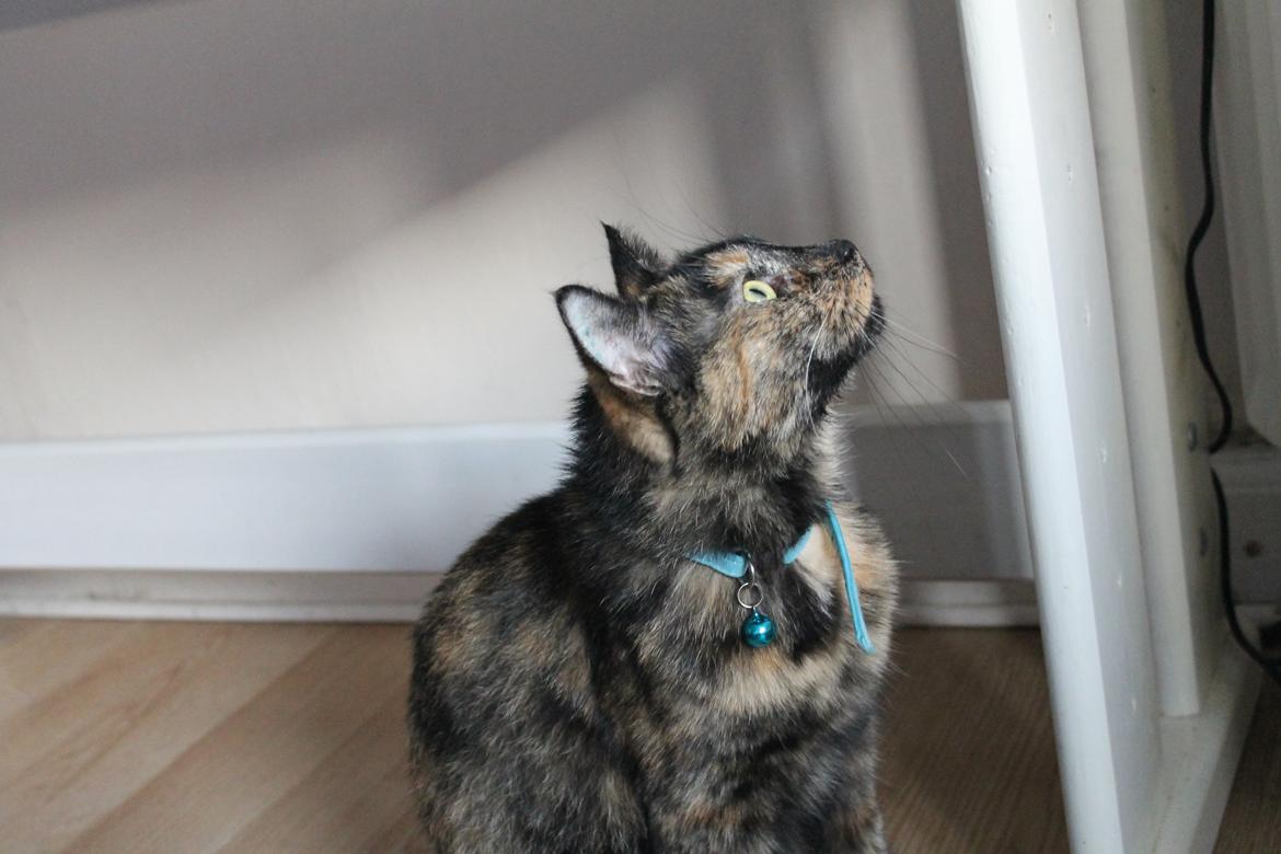 Blanding af racer Chanel billede 13