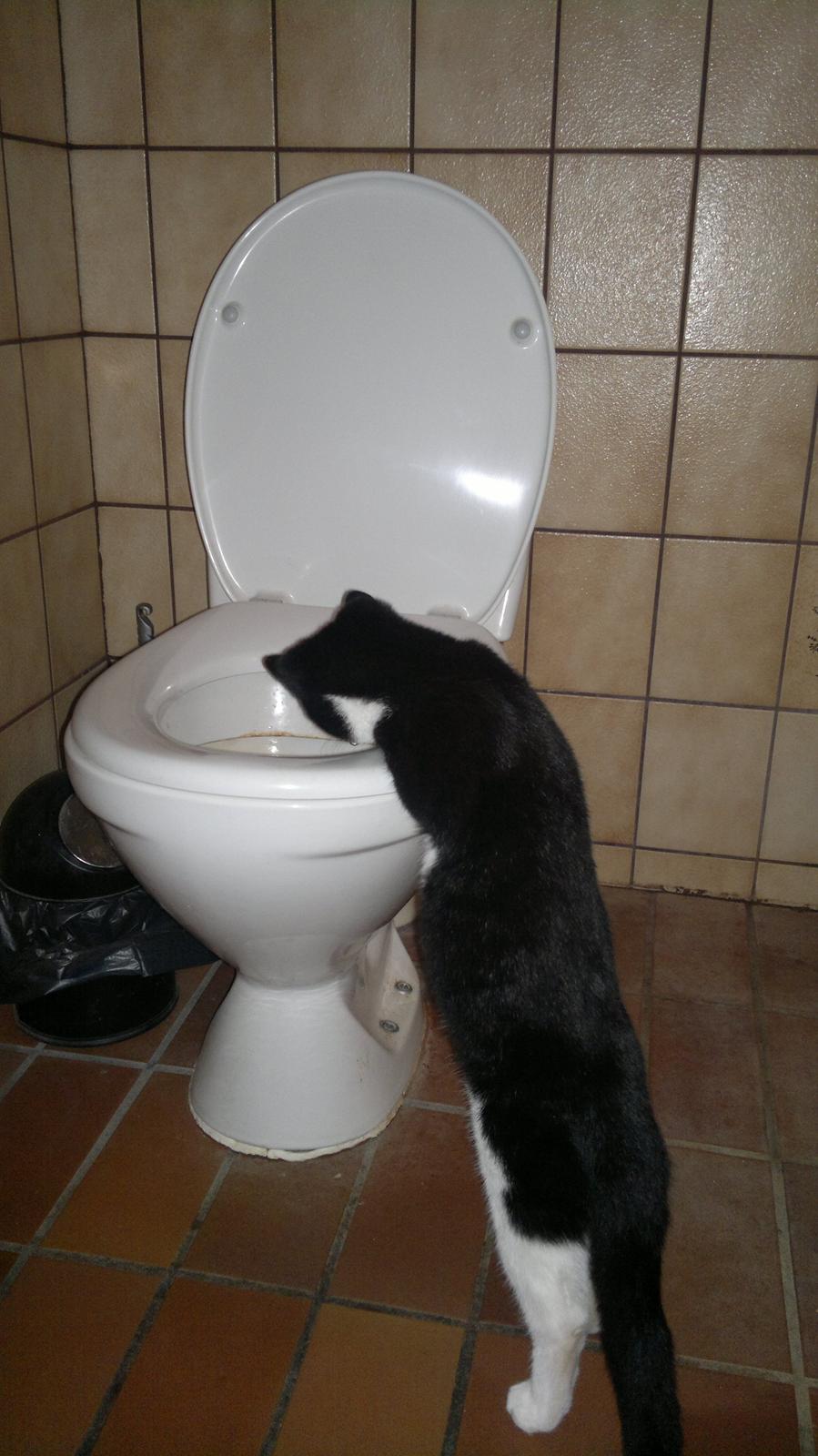 Huskat Niko billede 16