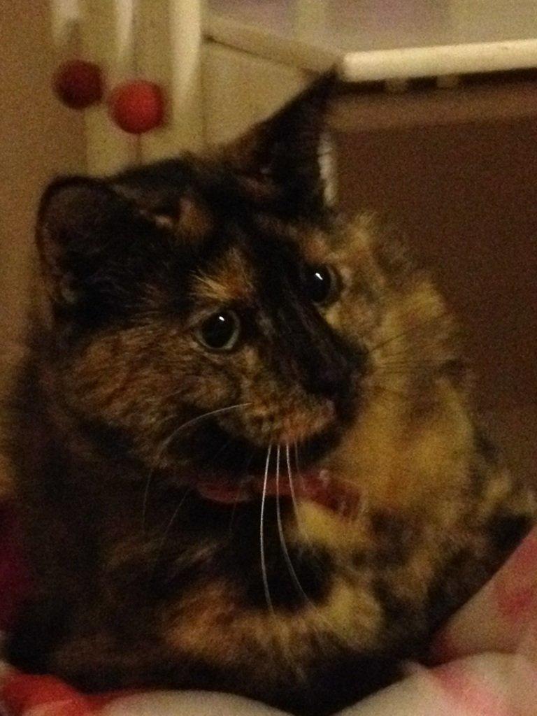 Blanding af racer Chanel billede 14