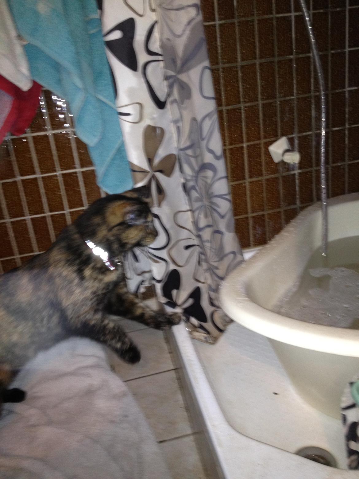 Blanding af racer Chanel billede 15