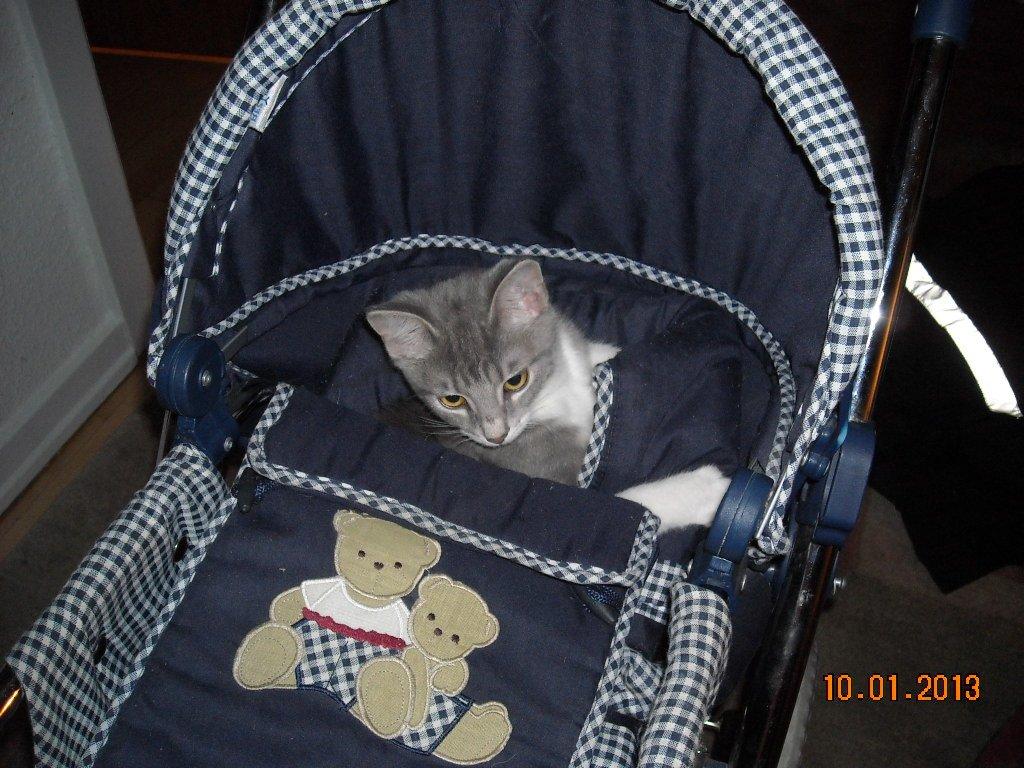 Huskat Bobby billede 11