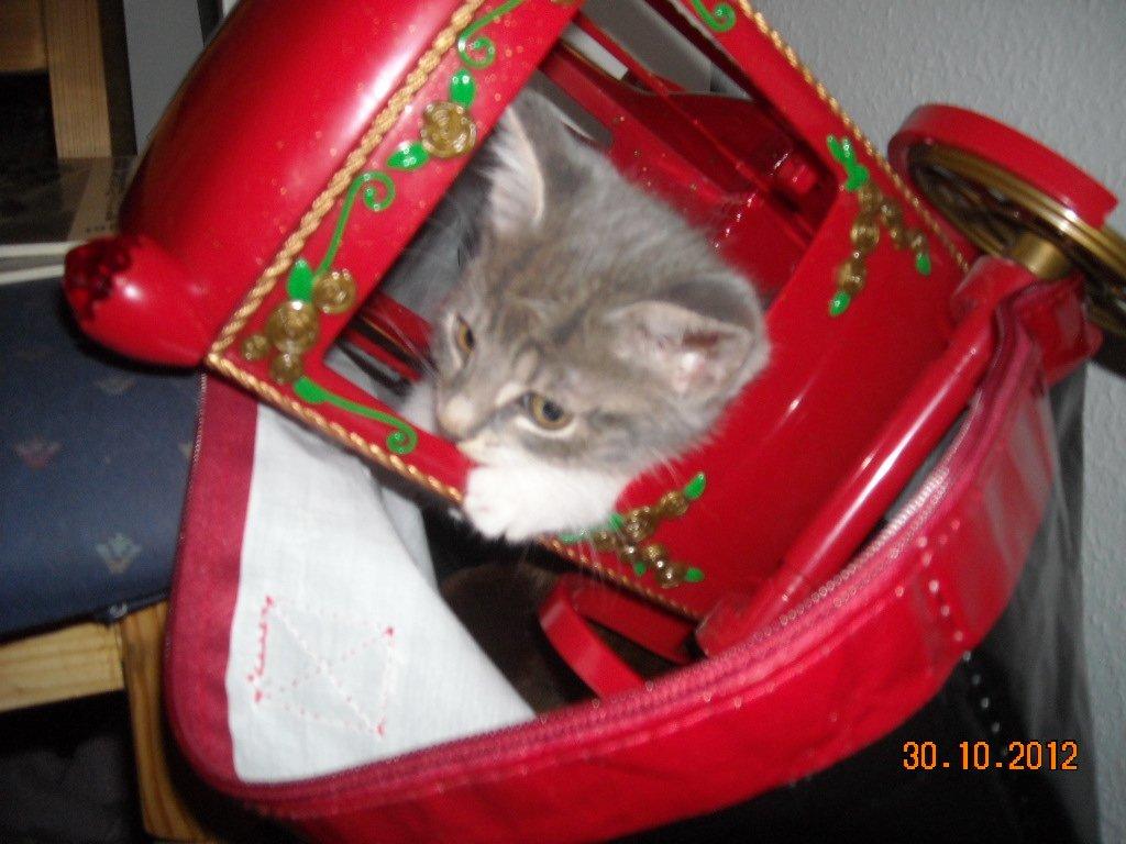 Huskat Bobby billede 12