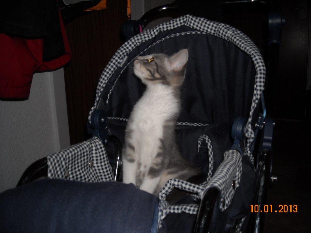 Huskat Bobby billede 13