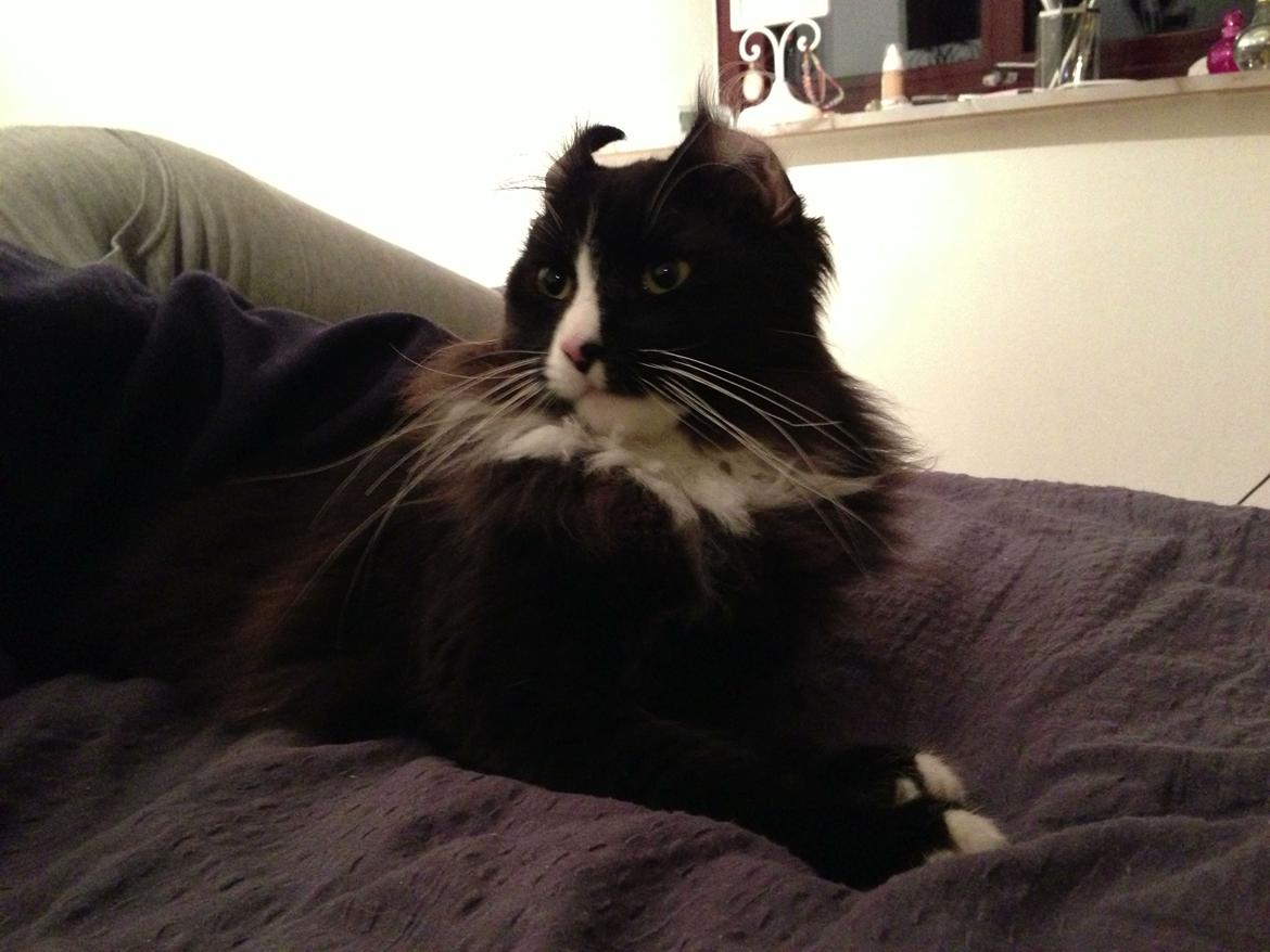 Maine Coon Misha billede 13