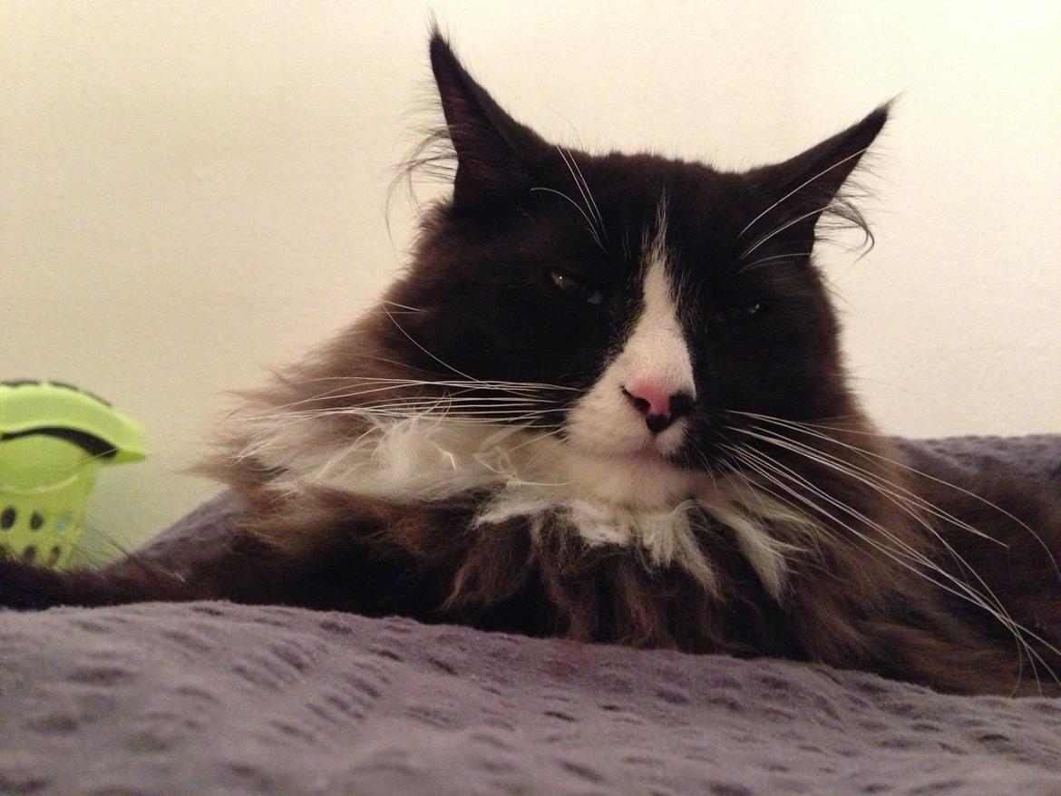 Maine Coon Misha billede 2