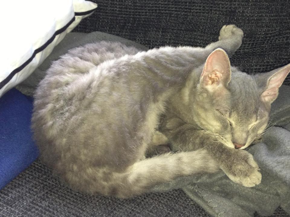 Blanding af racer Yoda billede 1