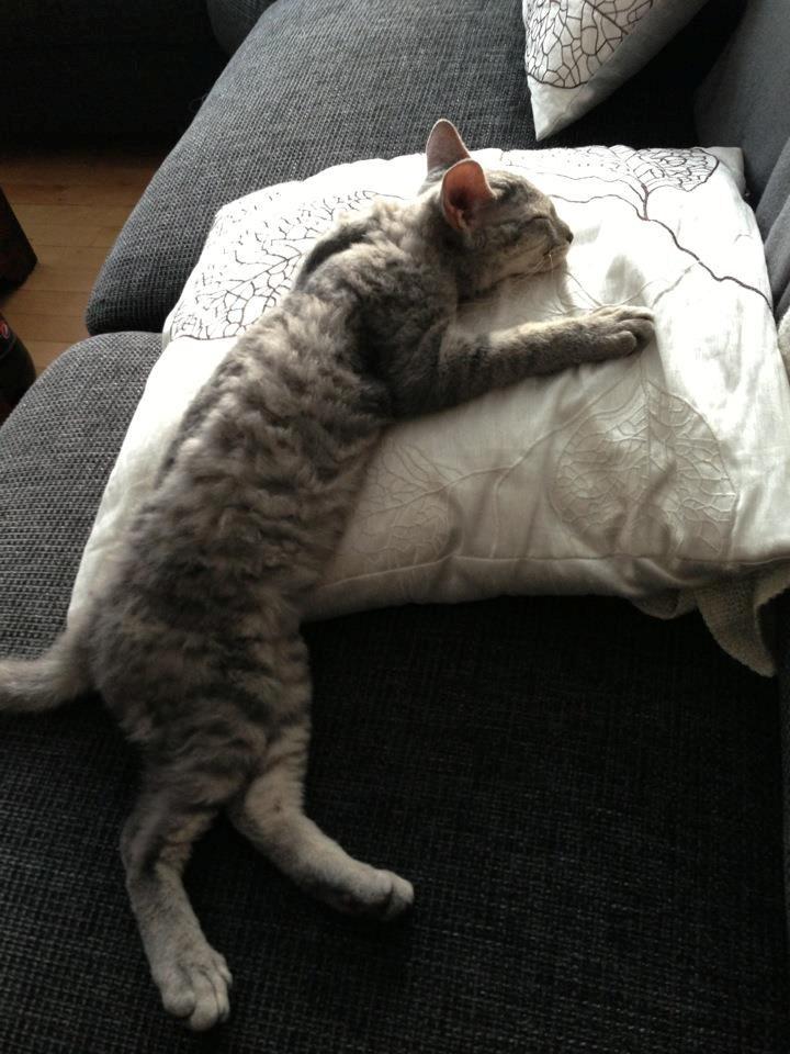 Blanding af racer Yoda billede 3