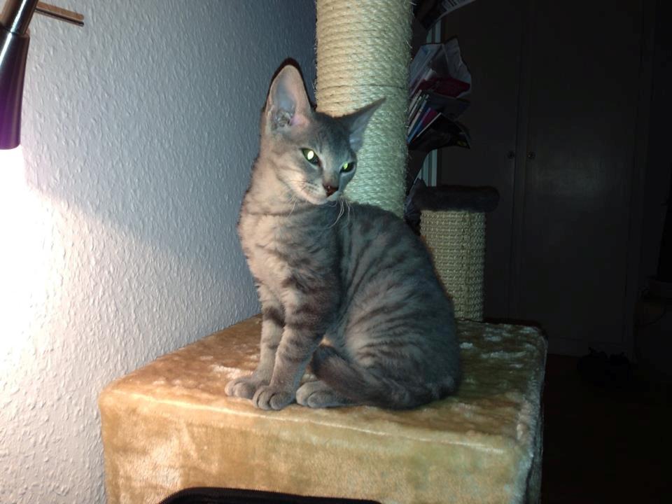 Blanding af racer Yoda billede 4