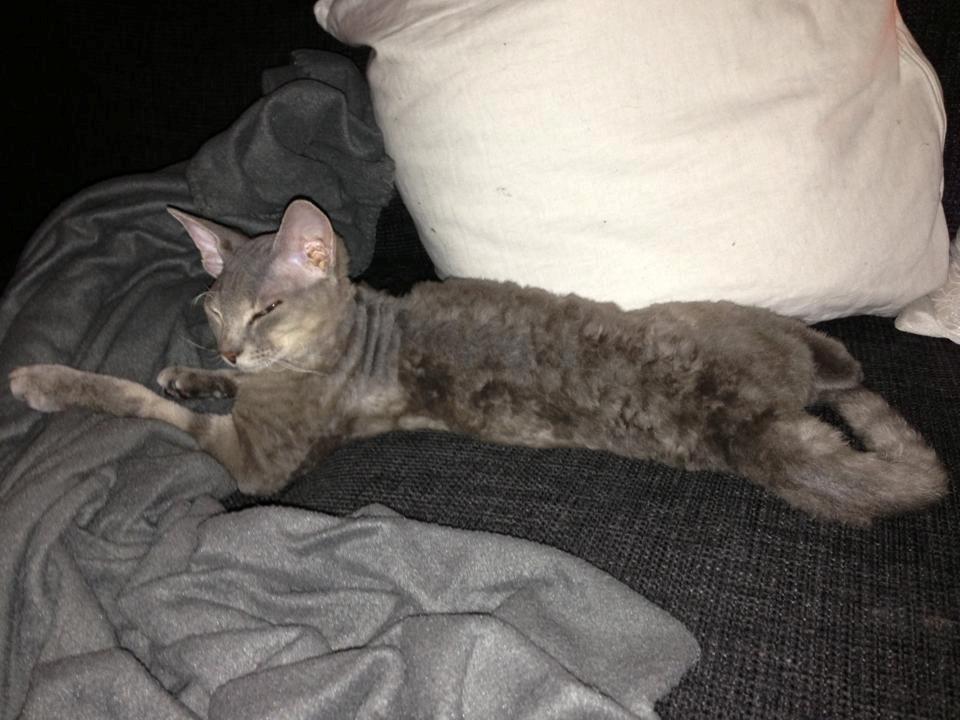 Blanding af racer Yoda billede 5