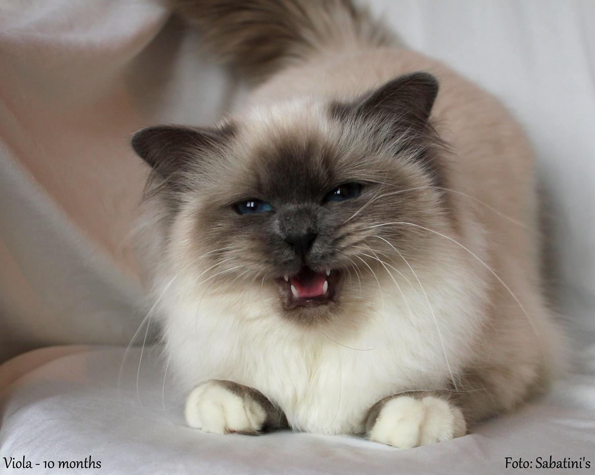 Hellig Birma Viola billede 1