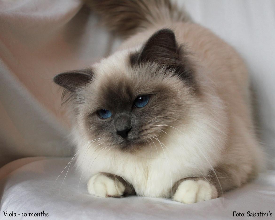 Hellig Birma Viola billede 2