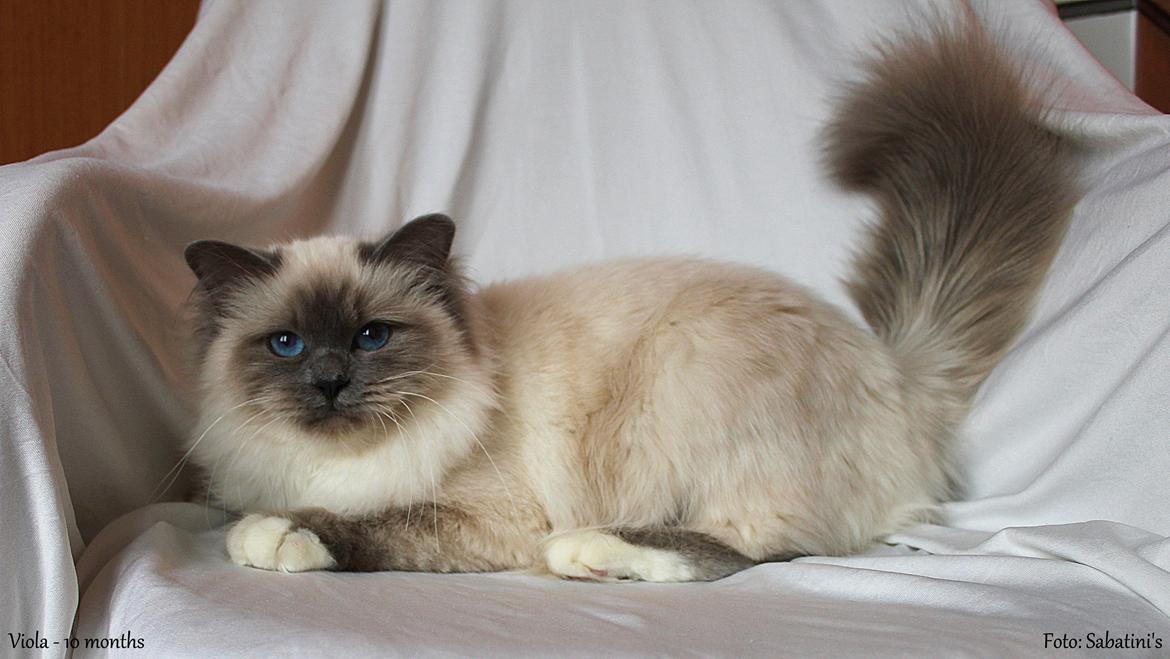 Hellig Birma Viola billede 3