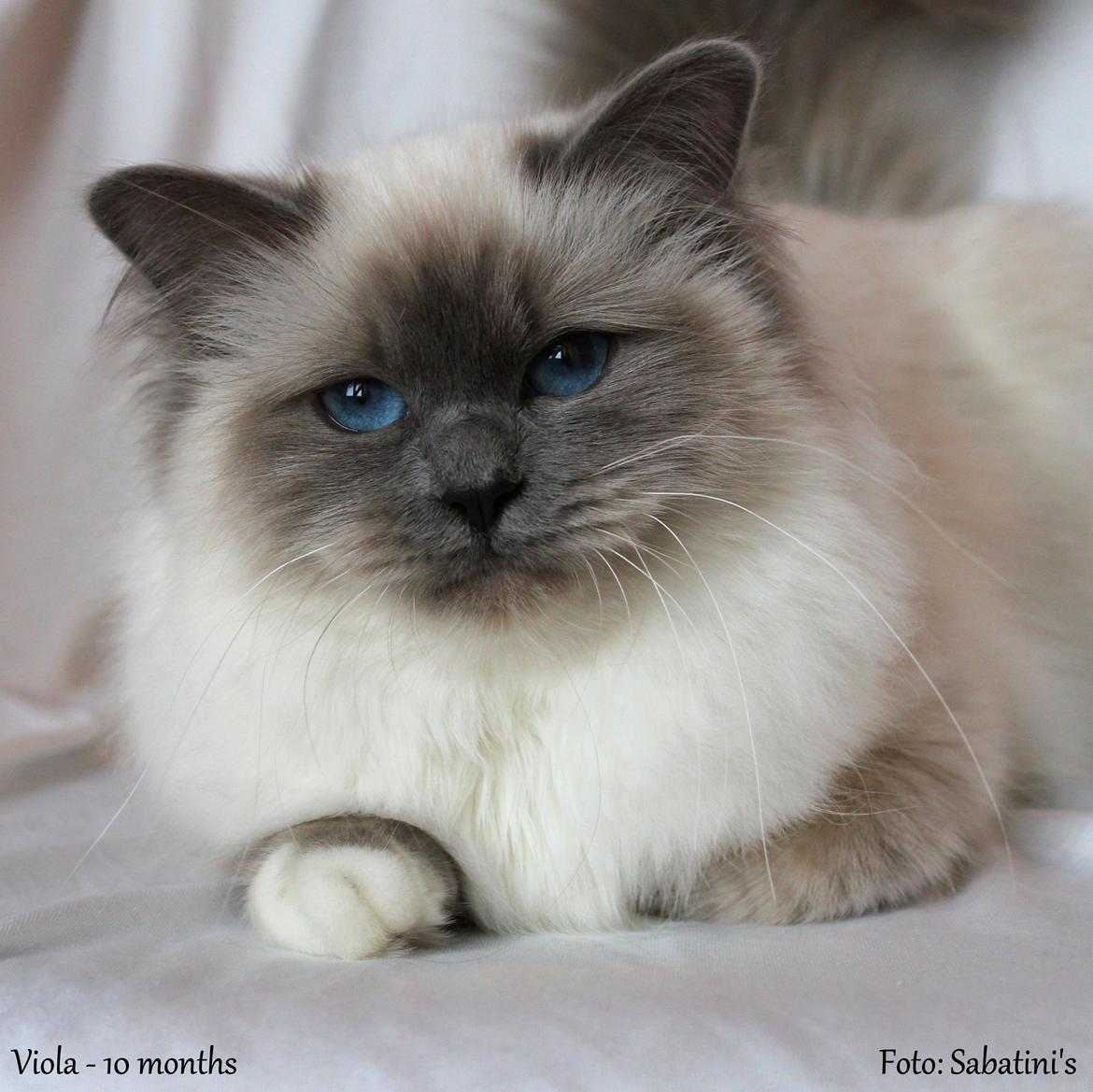 Hellig Birma Viola billede 4