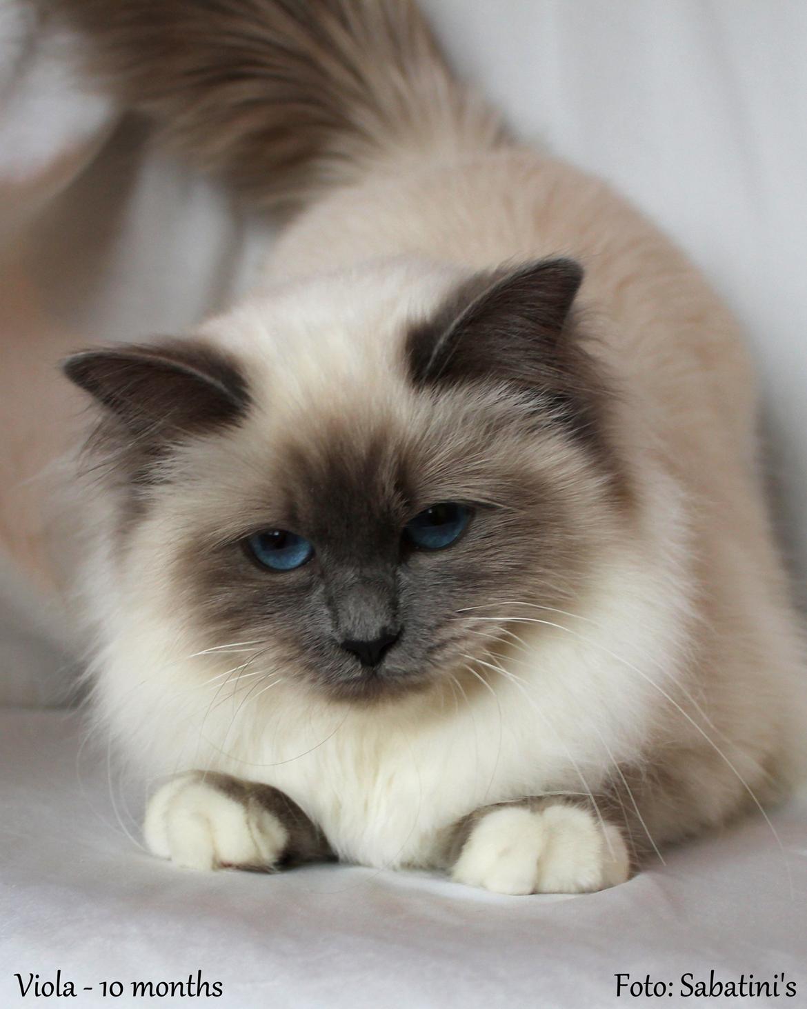 Hellig Birma Viola billede 5