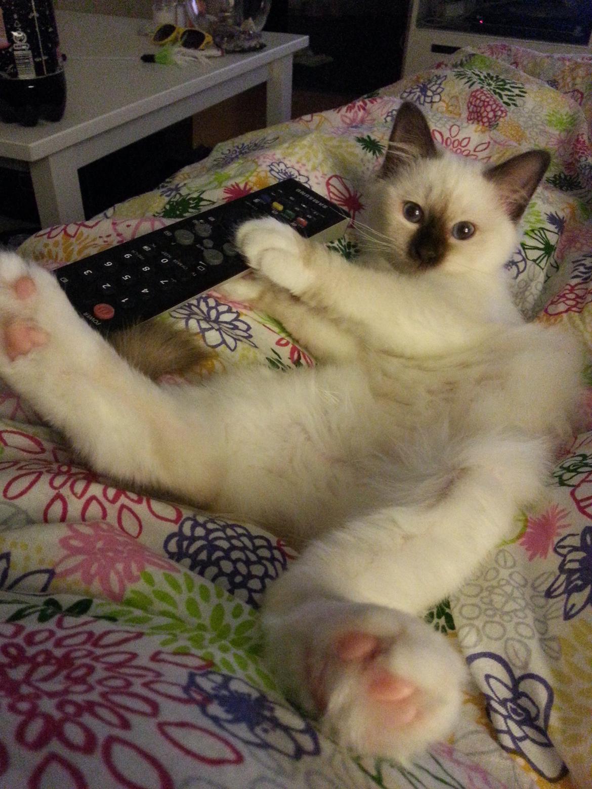 Hellig Birma Flicka - Så flader vi ud! billede 11