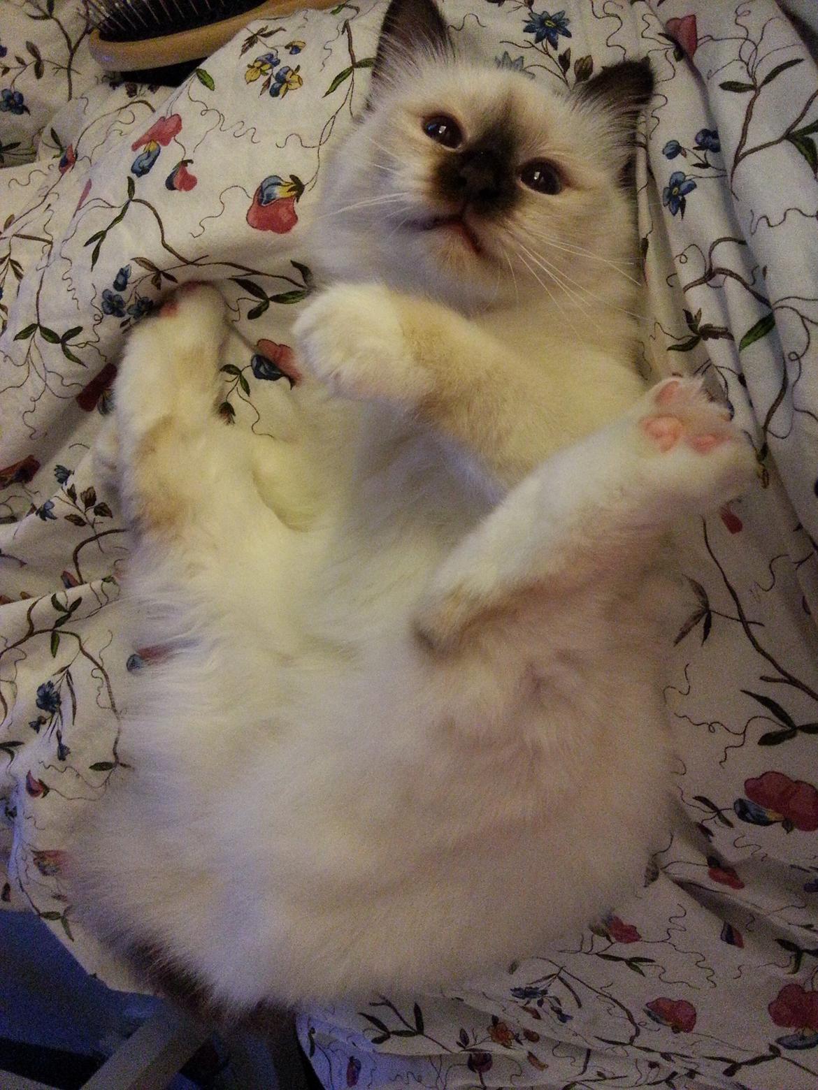 Hellig Birma Flicka - Her prøver jeg at børste hende, men hun får et af sine 'flip' hvor alting bare er sjovt! billede 12