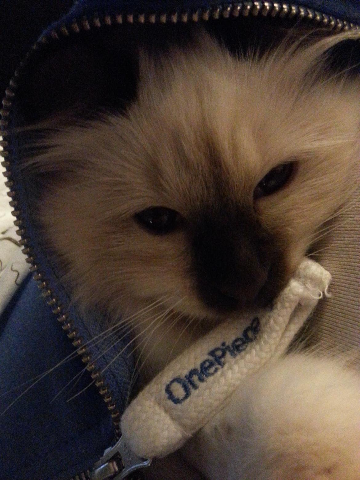 Hellig Birma Flicka - Her ligger hun i min sparkedragt og putter om aftenen. billede 13