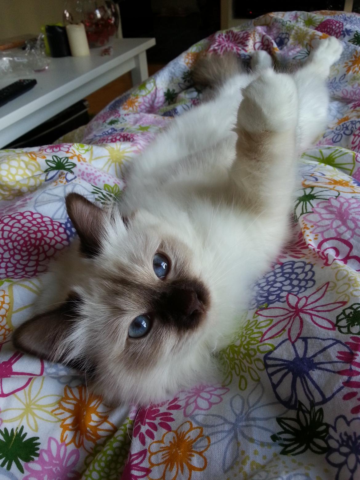 Hellig Birma Flicka - Hun faldt i søvn sådan der, men vågnede da hun hørte telefonen :D billede 7