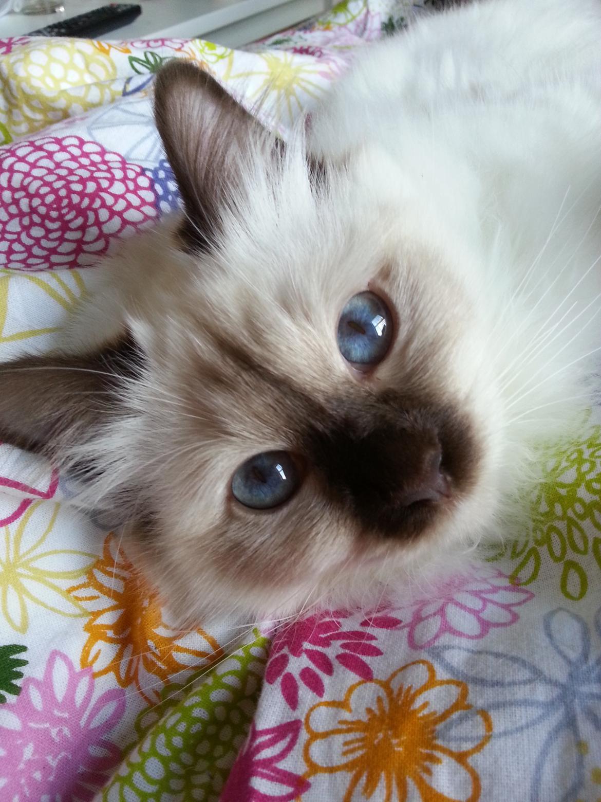 Hellig Birma Flicka - Så bliver telefonen lige nærstuderet. billede 6