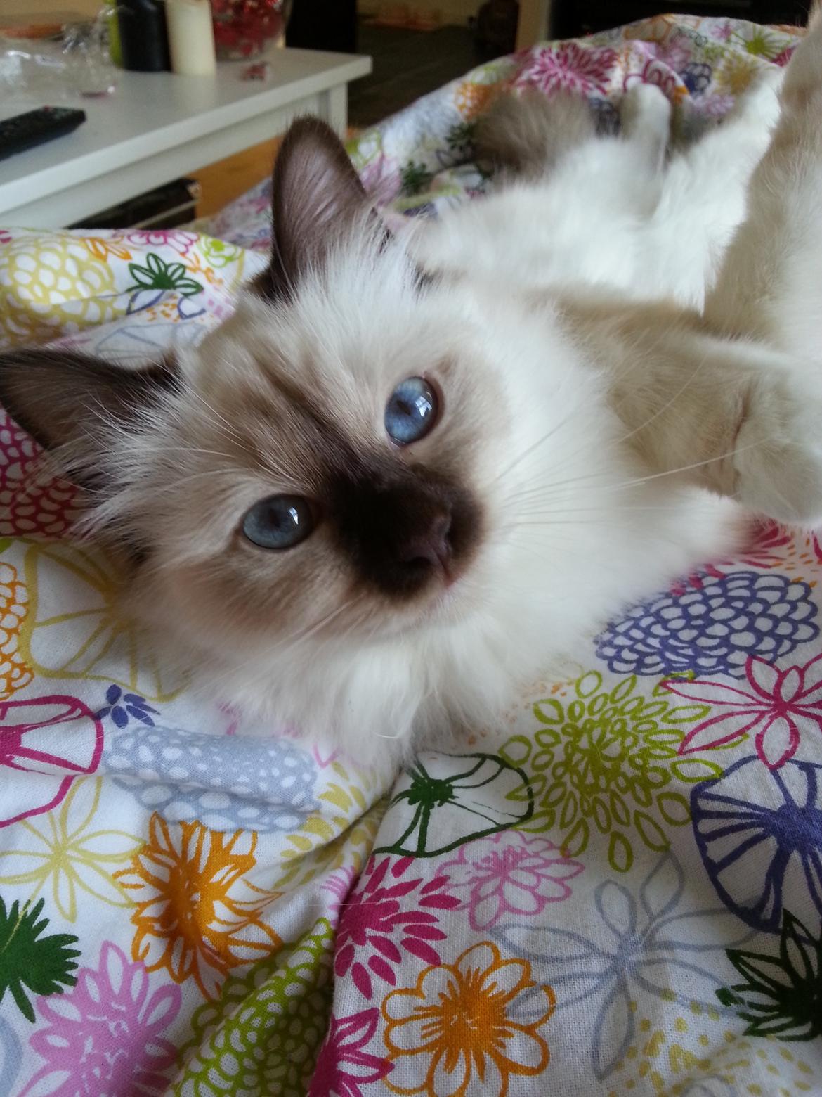 Hellig Birma Flicka - Mor er bare bedst at putte på. billede 4